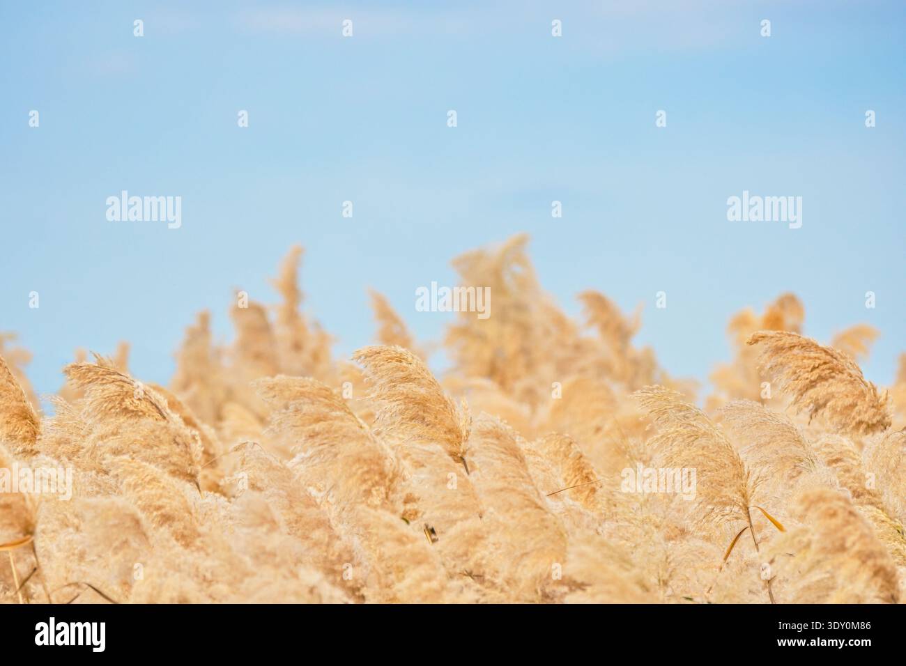 Dry reed and the blue sky background Stock Photo - Alamy