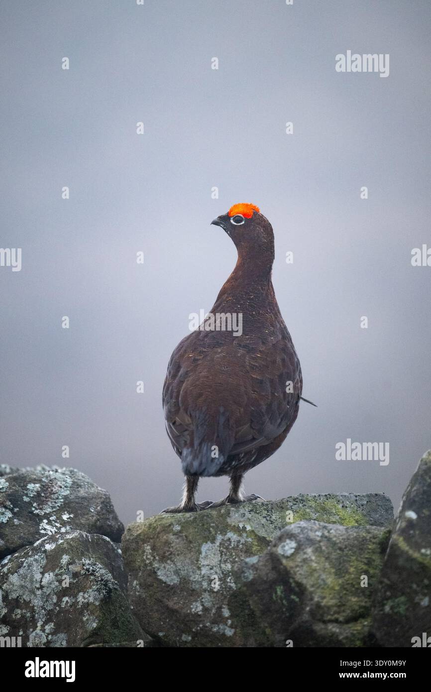 Male red grouse (Lagopus lagopus scotica) on dry stone wall in early spring with bright red fleshy comb, Yorkshire Dales, Yorkshire, England, UK Stock Photo