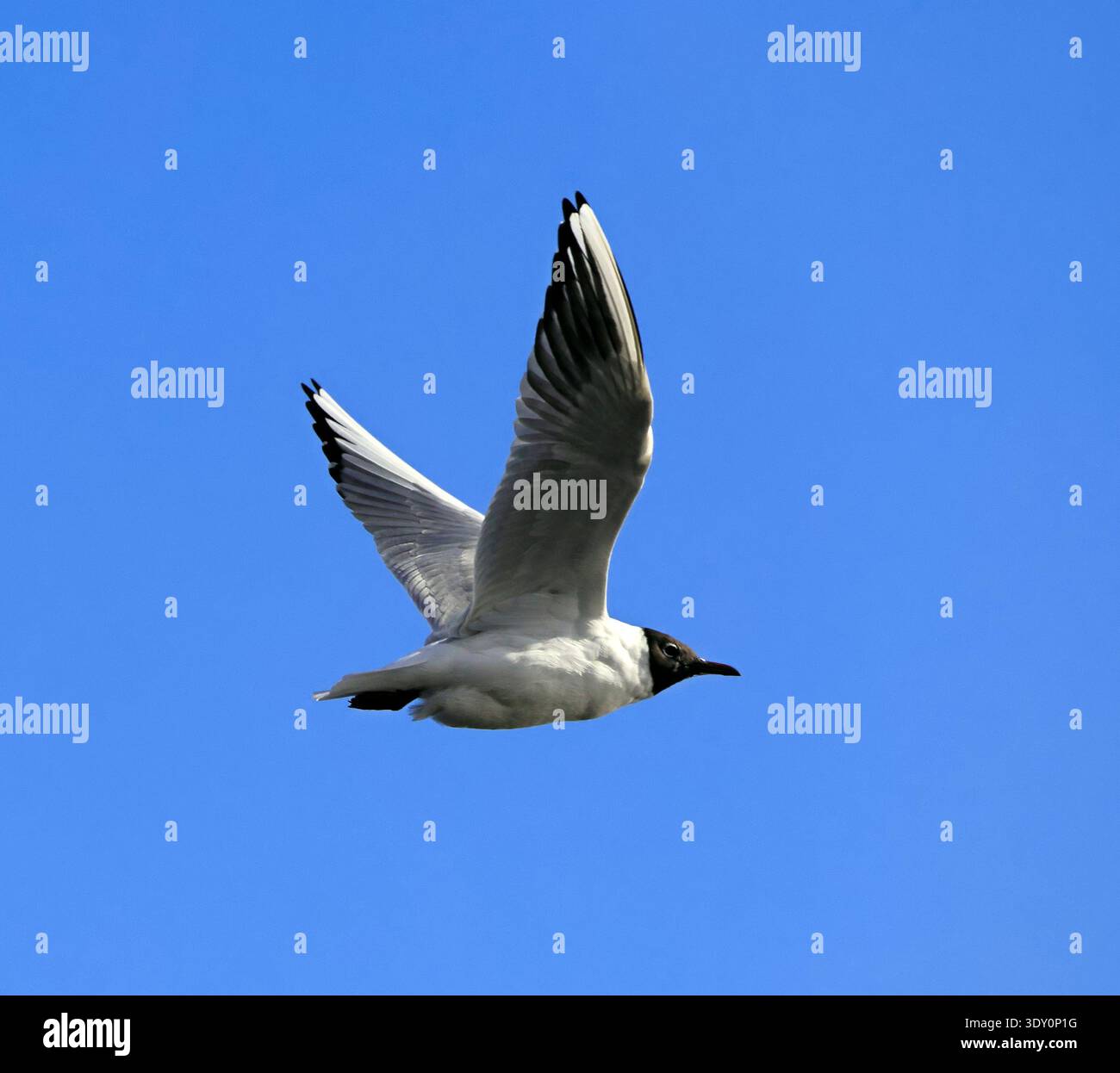 Black-headed Gull Chroicocephalus ridibundus in flight. Stock Photo