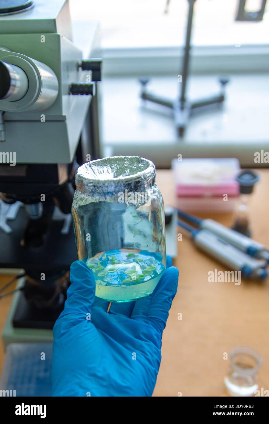 Examine in the laboratory under a microscope. Selective focus. Stock Photo