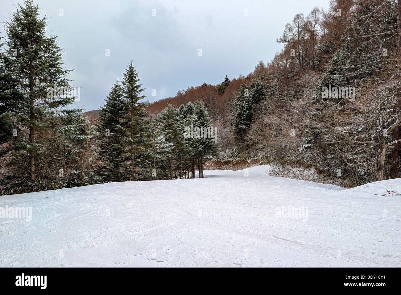 Peaceful winter landscape showing a snowy path winding through a dense forest Stock Photo