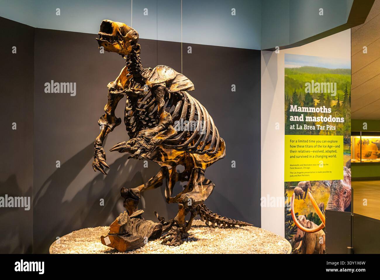Paramylodon Fossil fauna page hi-res stock photography and images - Alamy