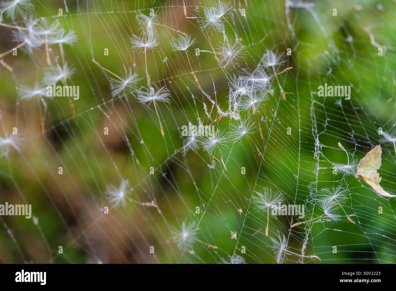 Fluffy Dandelion Seeds Caught on a Fragile Spider Web in the Garden Stock Photo
