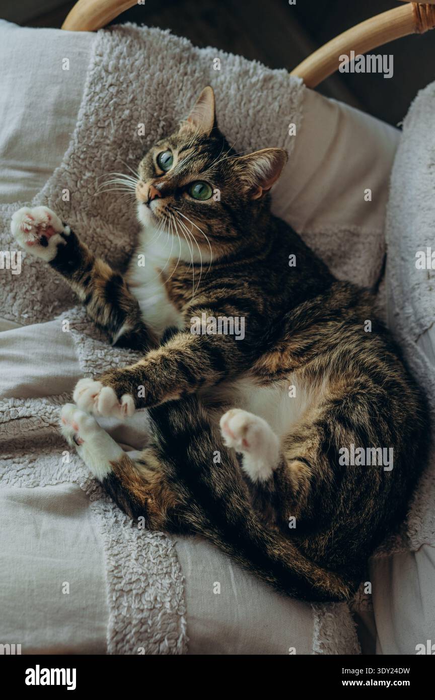 A tabby cat lying on the chair Stock Photo