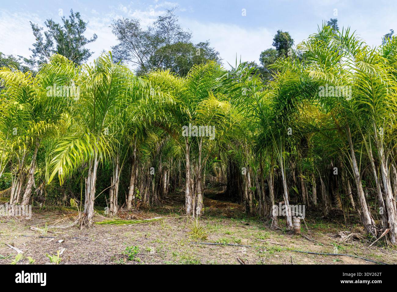 Heart of palm tree hi-res stock photography and images - Alamy