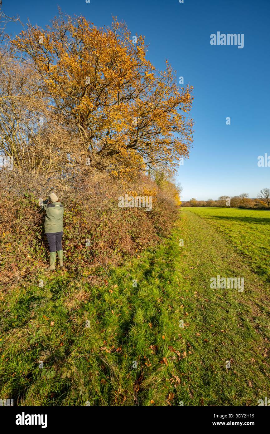 Picking sloes in a hedgerow near chelmsford Stock Photo