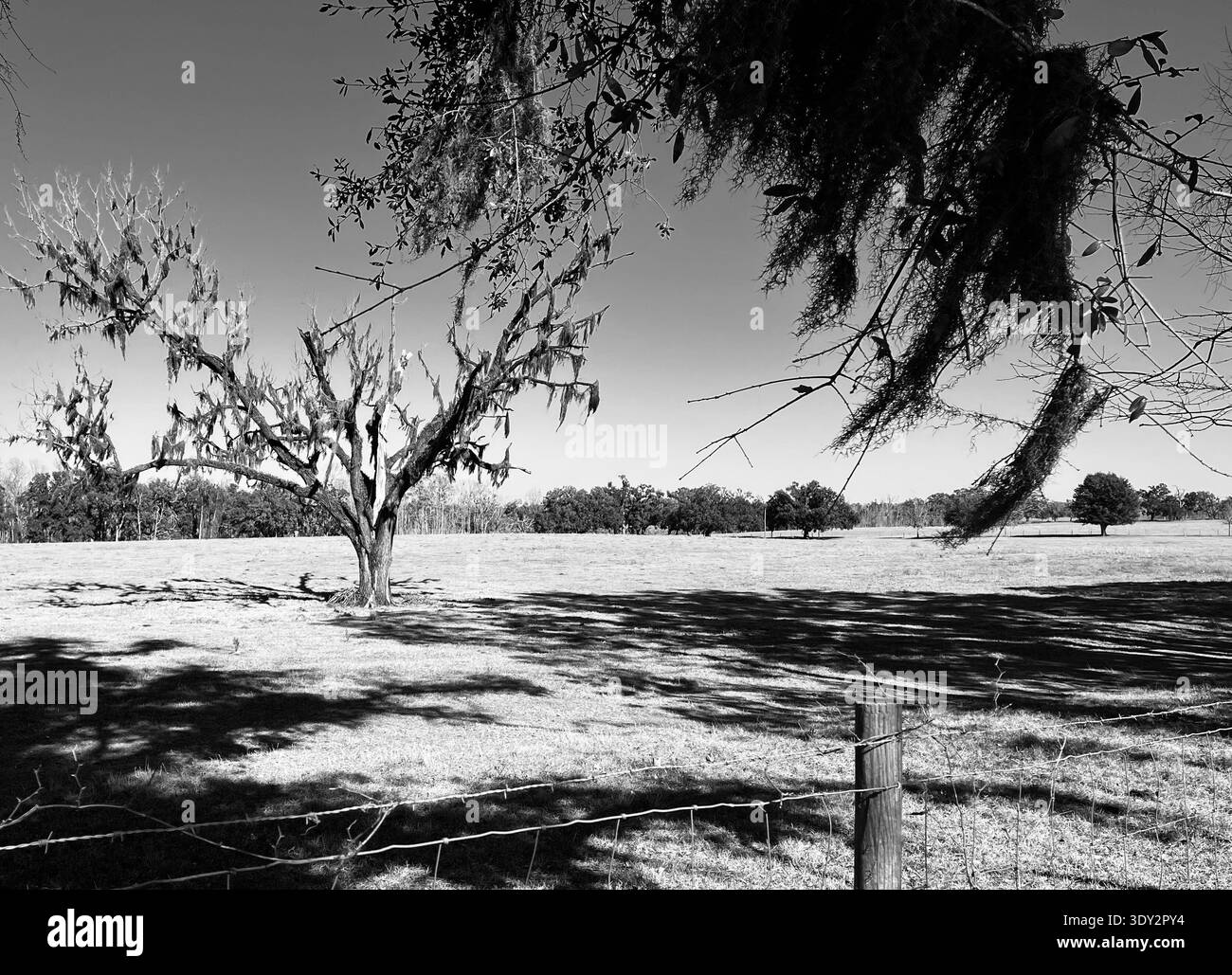 Cattle ranch from Florida Trail - Smartphone Captured Stock Image