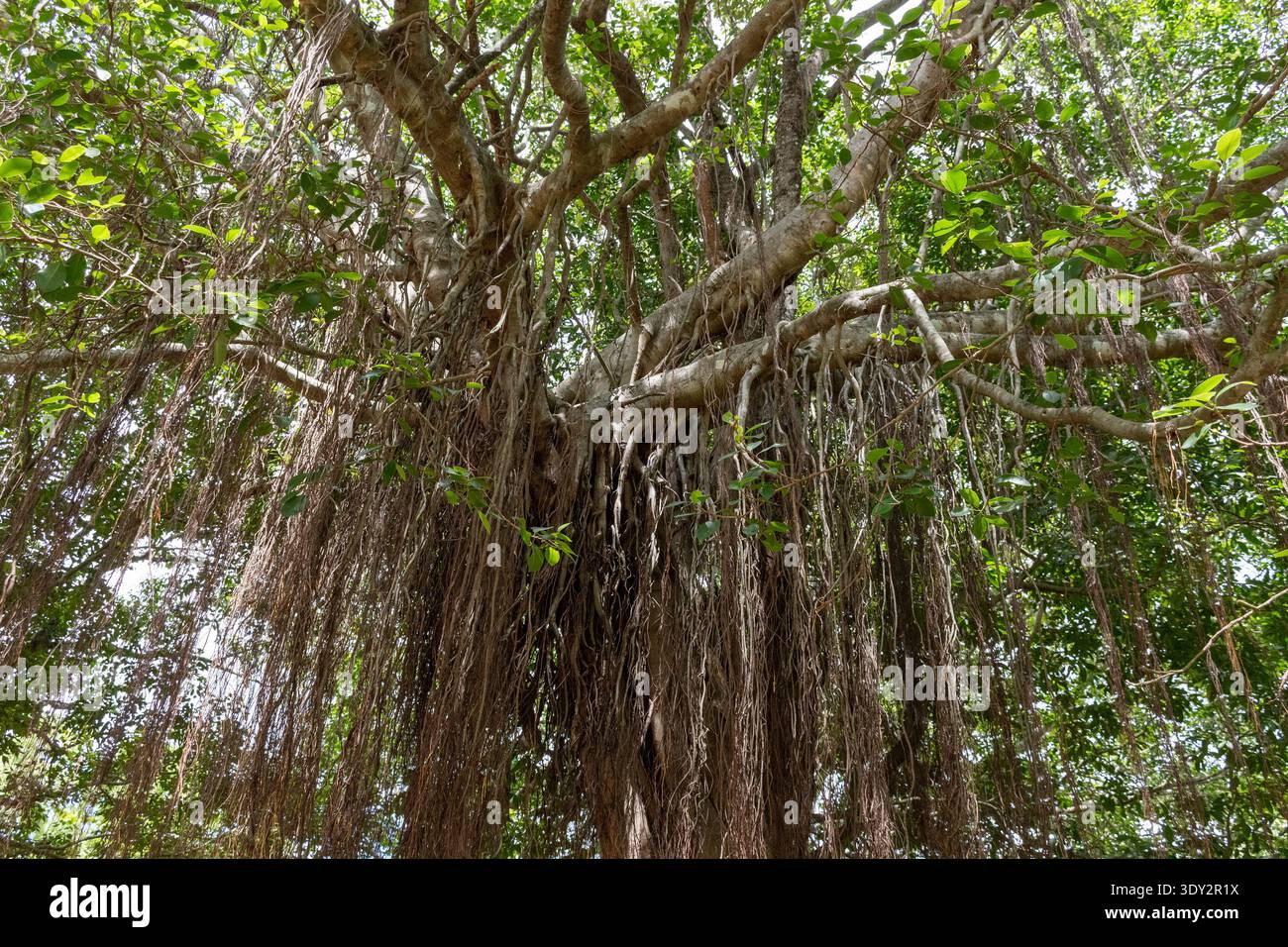 Aerial Roots Of Banyan Tree