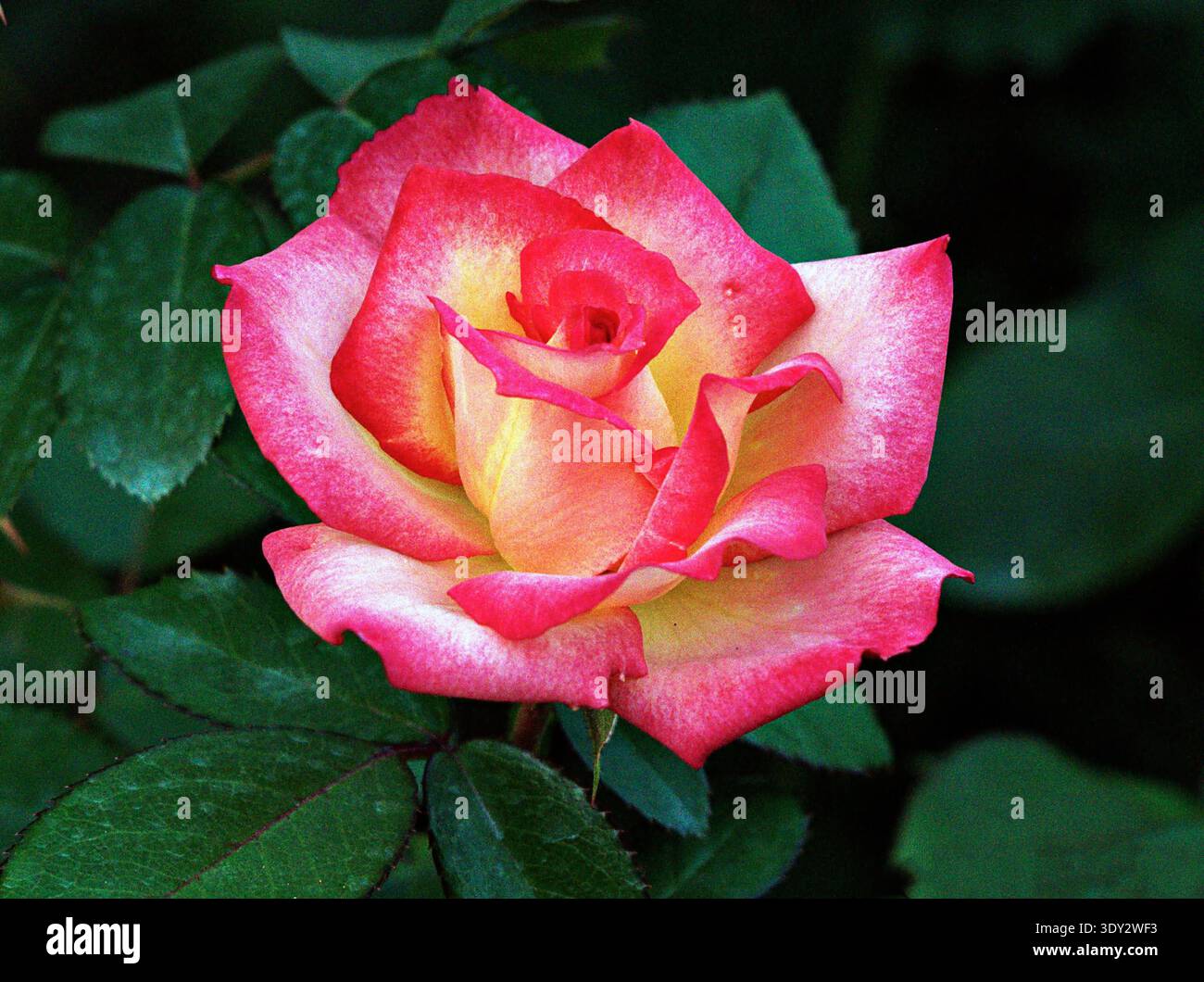 High Center Roses Vibrant 'Double Delight' hybrid tea rose in full bloom with cream ...