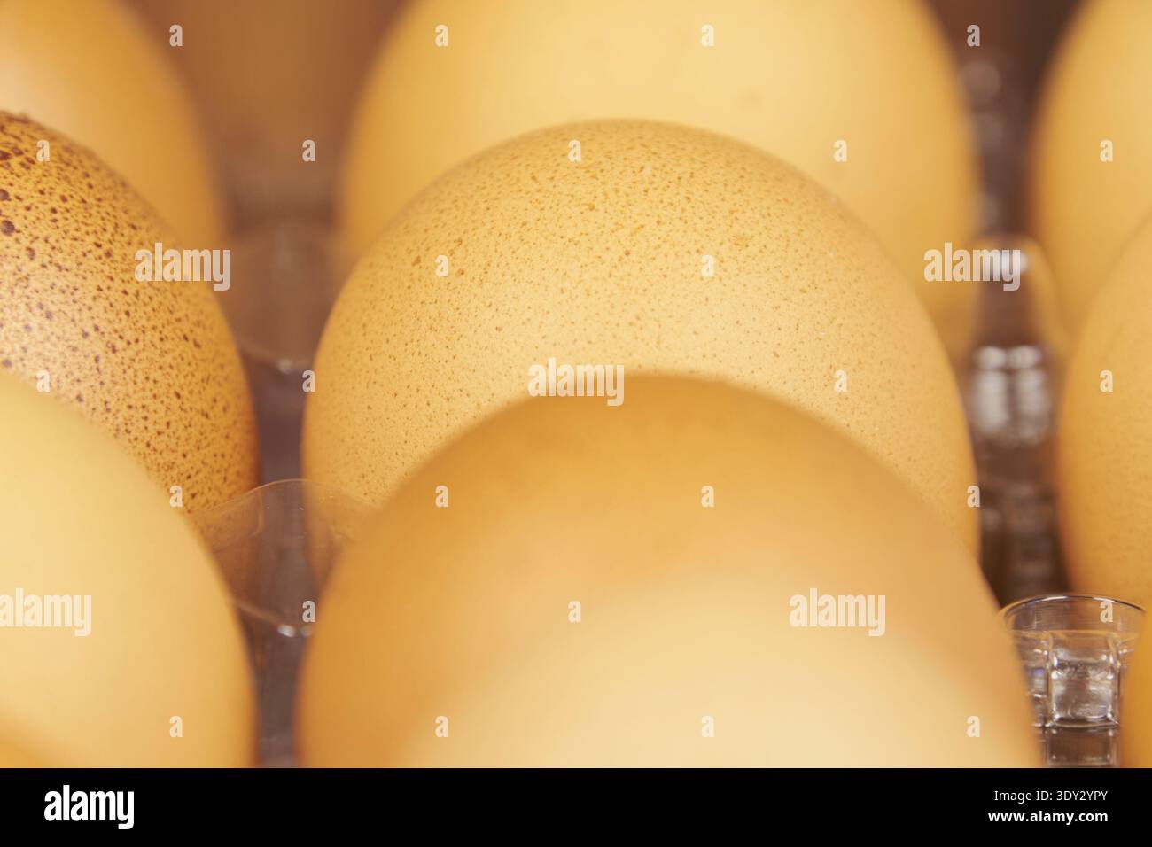 Close up view of fresh brown eggs arranged in a clear plastic carton Stock Photo