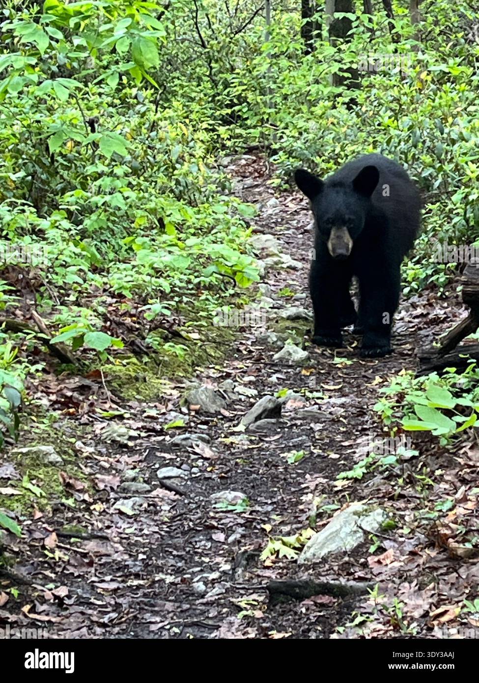 Bear on  Appalachian Trail - Smartphone Captured Stock Image