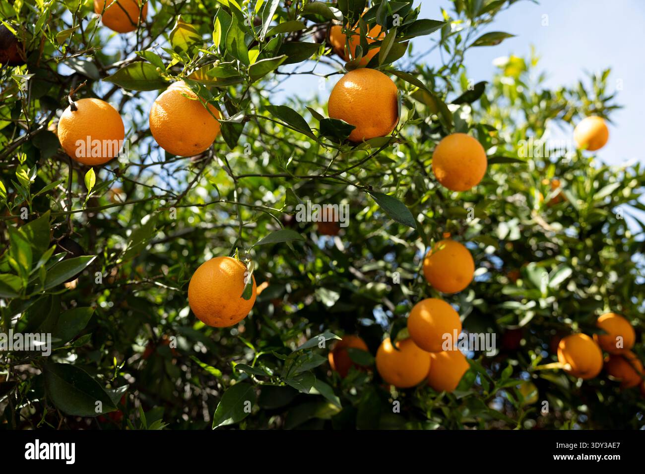 Ripening oranges on a tree Stock Photo
