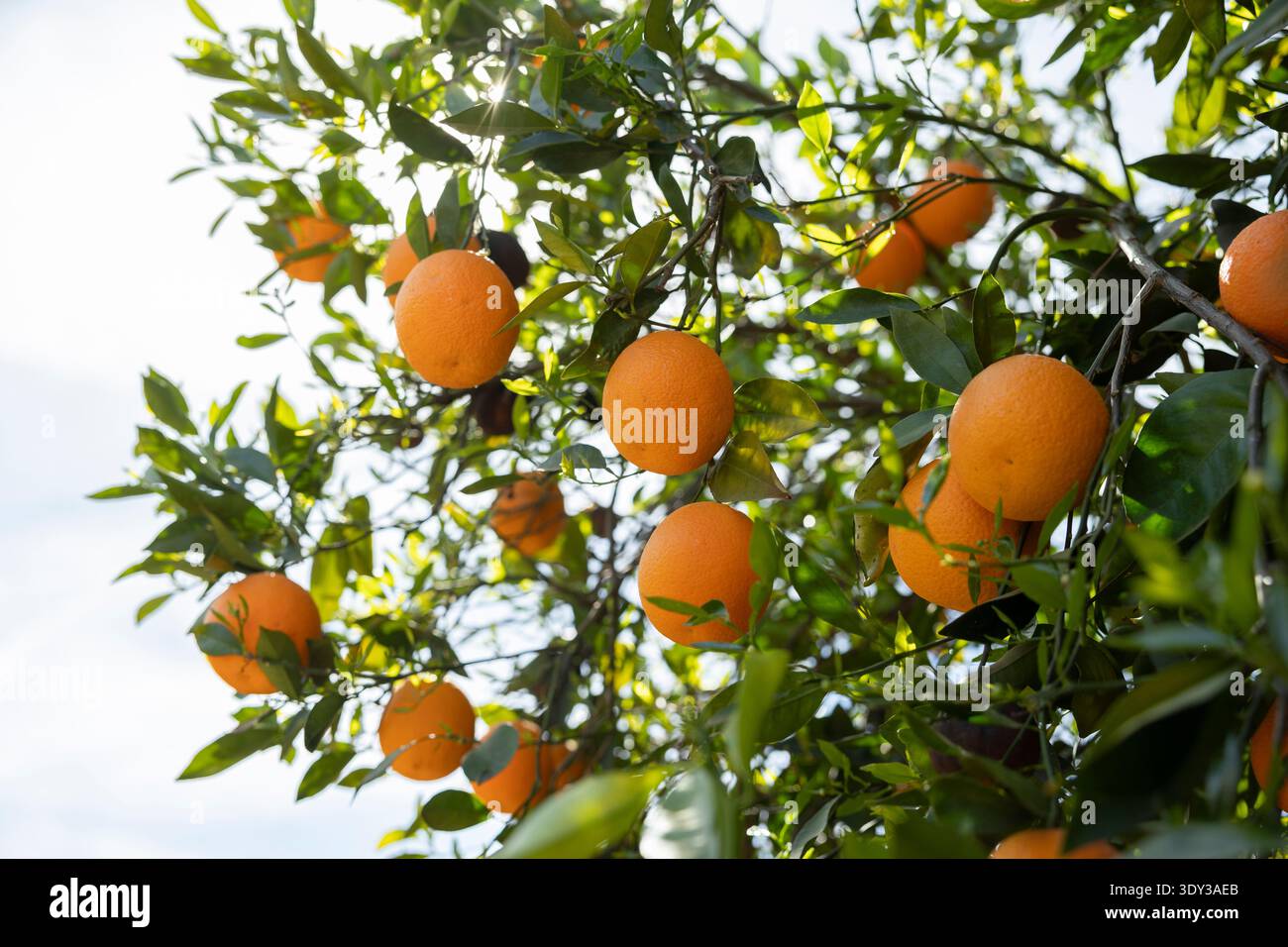 Ripening oranges on a tree Stock Photo