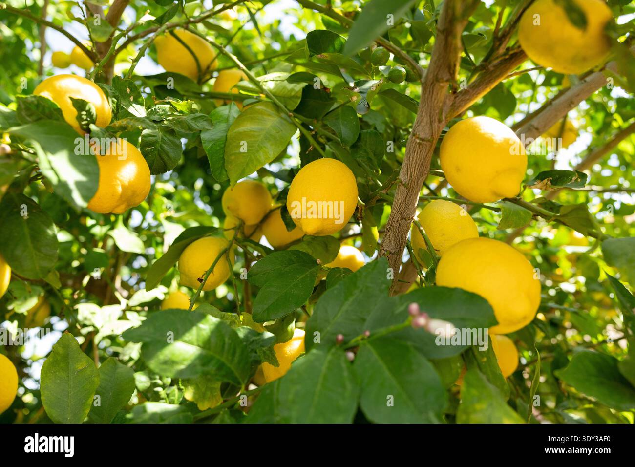 Ripening lemons on a tree Stock Photo