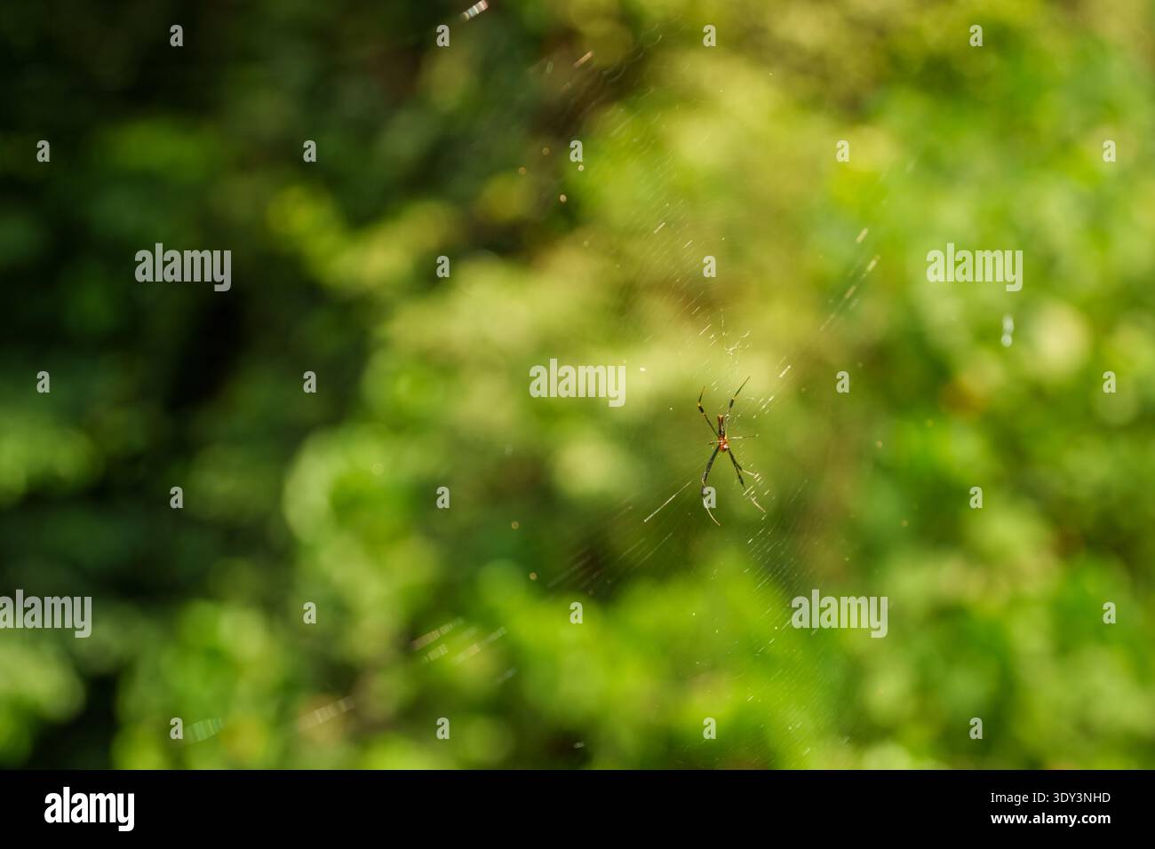 A small spider resting on its web with a softly blurred green forest background. Stock Photo