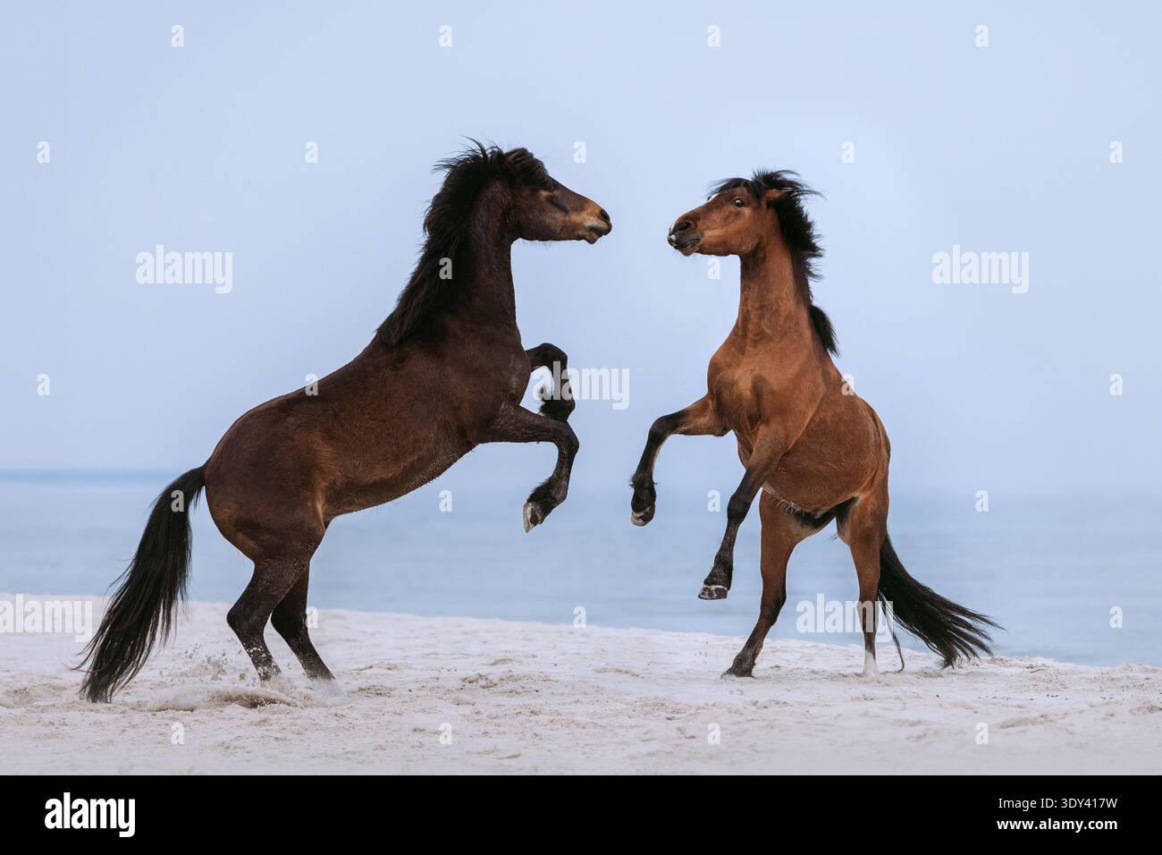 Rearing horse silhouette hi-res stock photography and images - Alamy