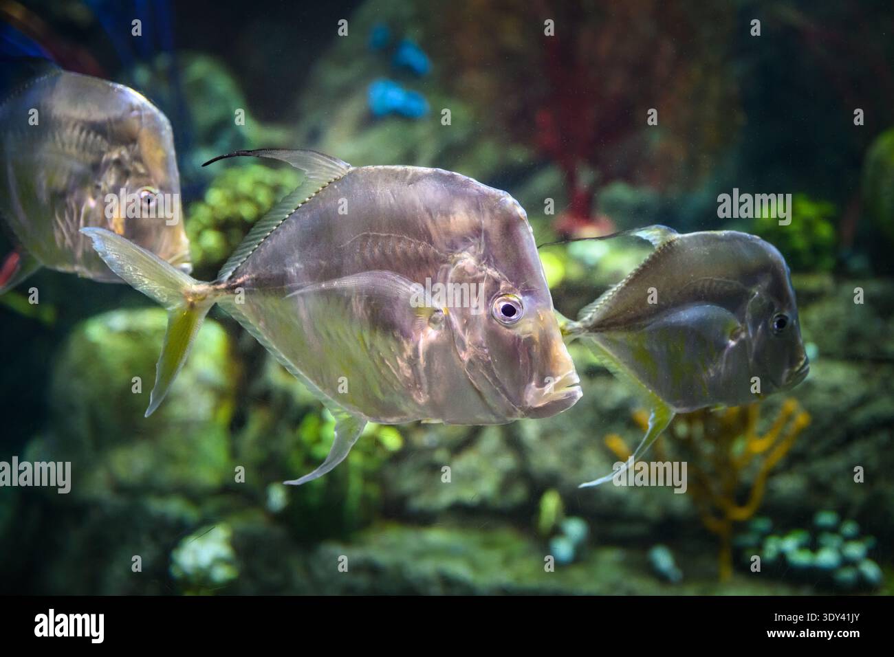 Mexican lookdown hi-res stock photography and images - Alamy