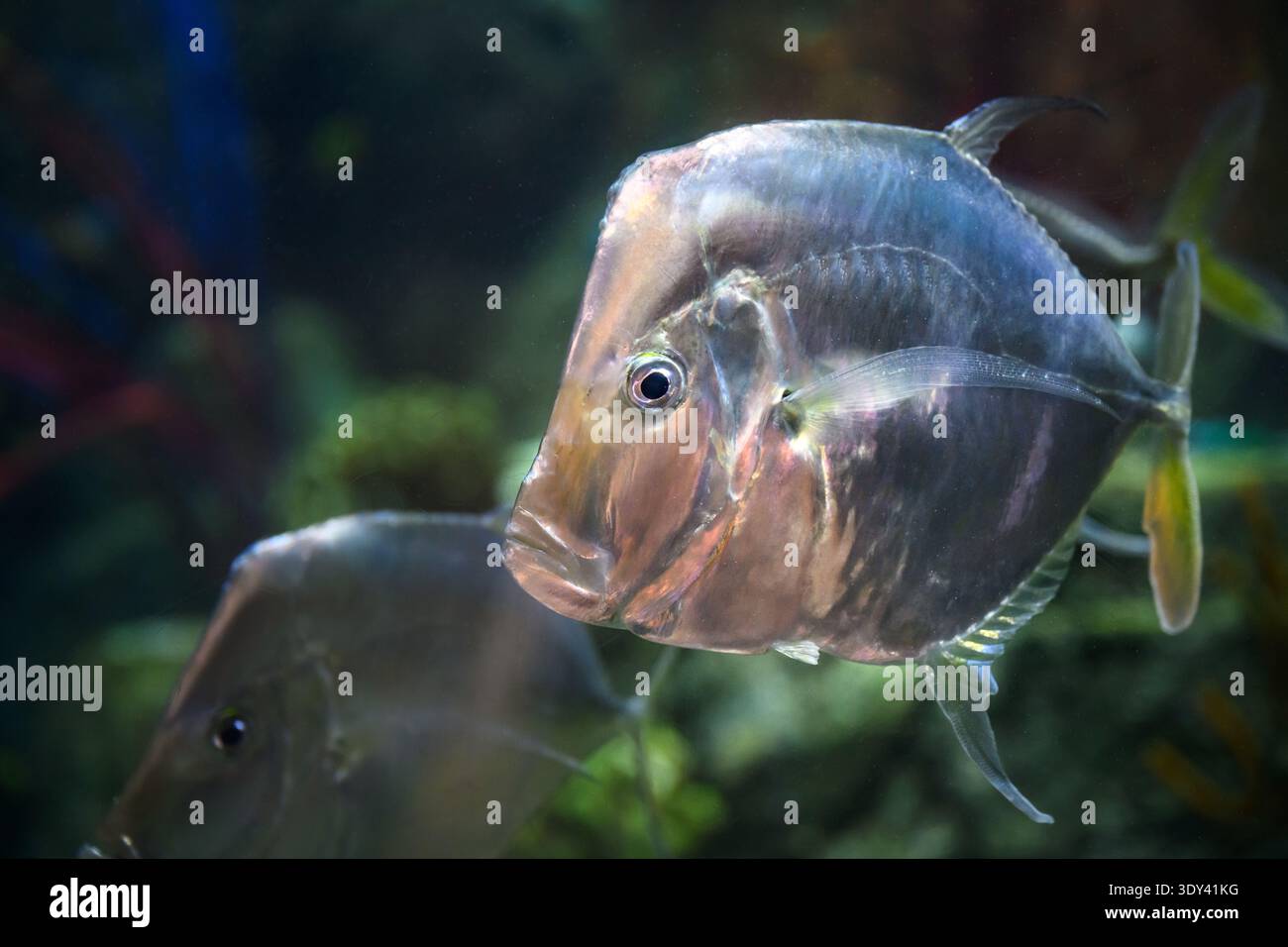 Mexican lookdown hi-res stock photography and images - Alamy