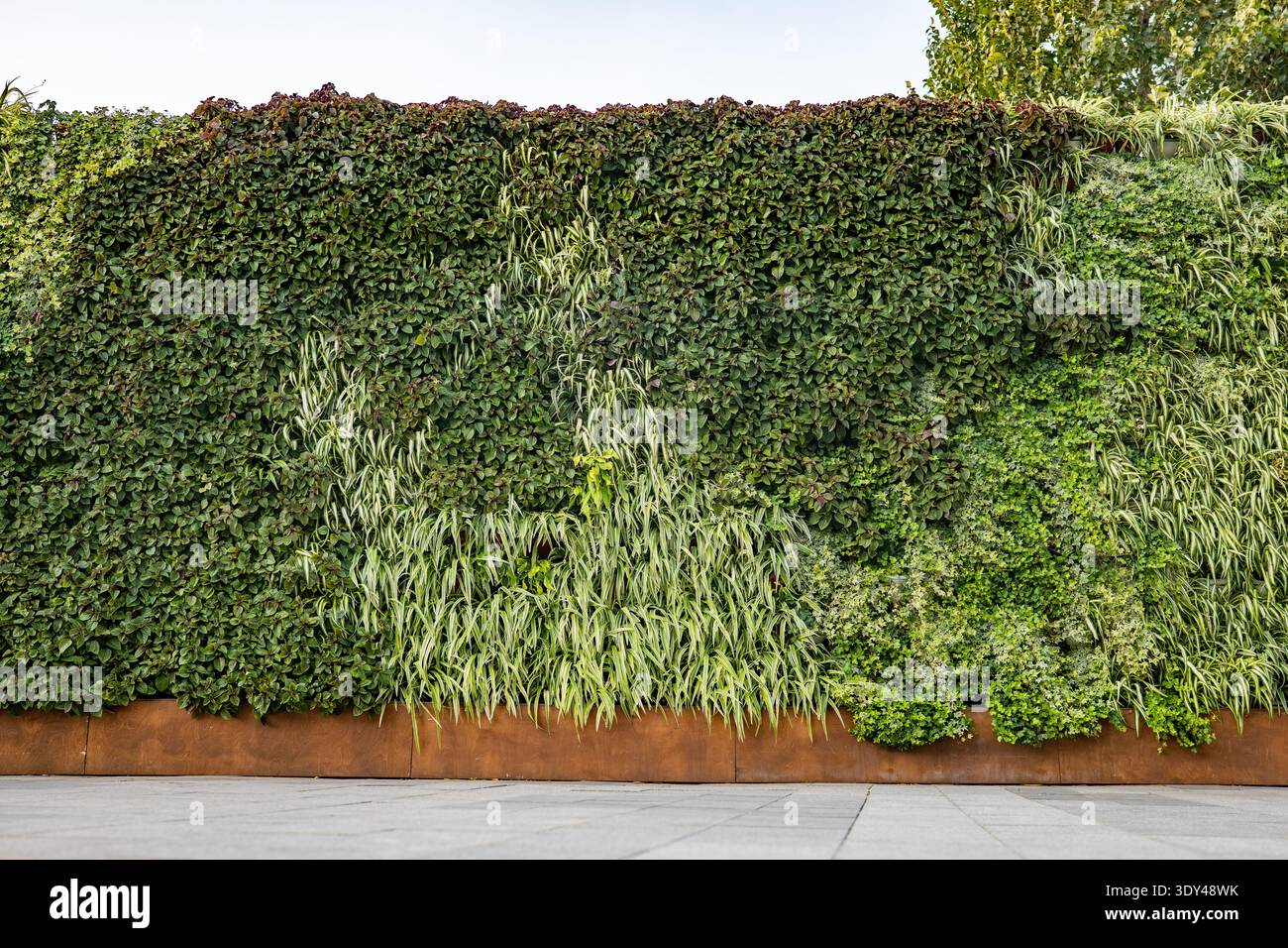 Vertical garden creating green wall texture for sustainable urban ...