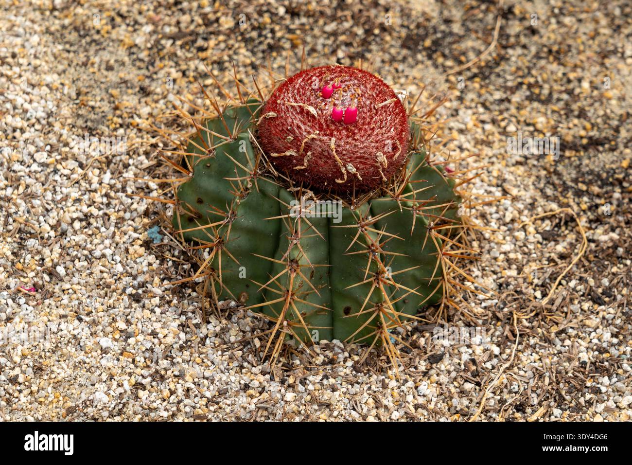 Melocactus species hi-res stock photography and images - Alamy