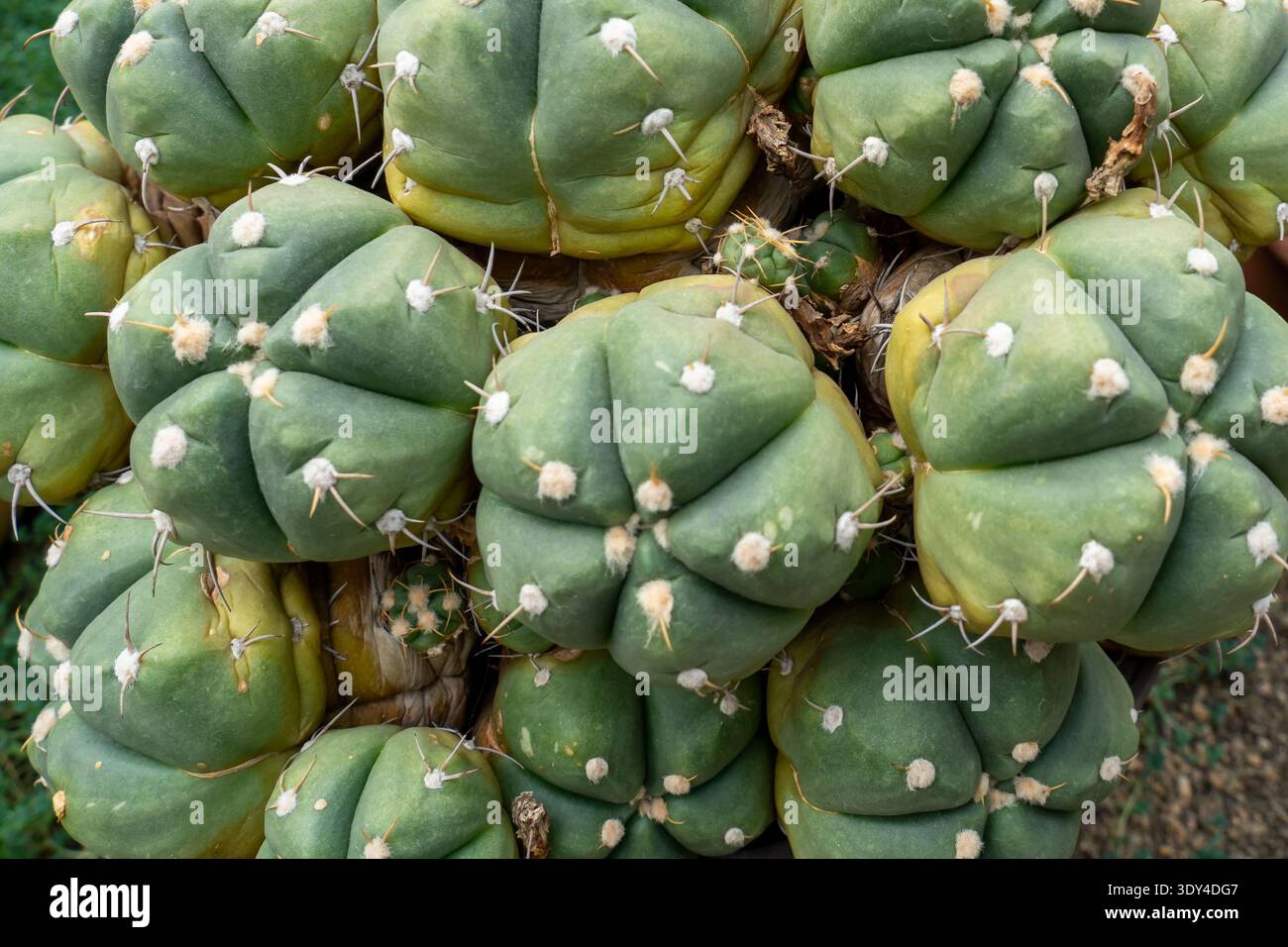 Plant gymnocalycium hi-res stock photography and images - Alamy