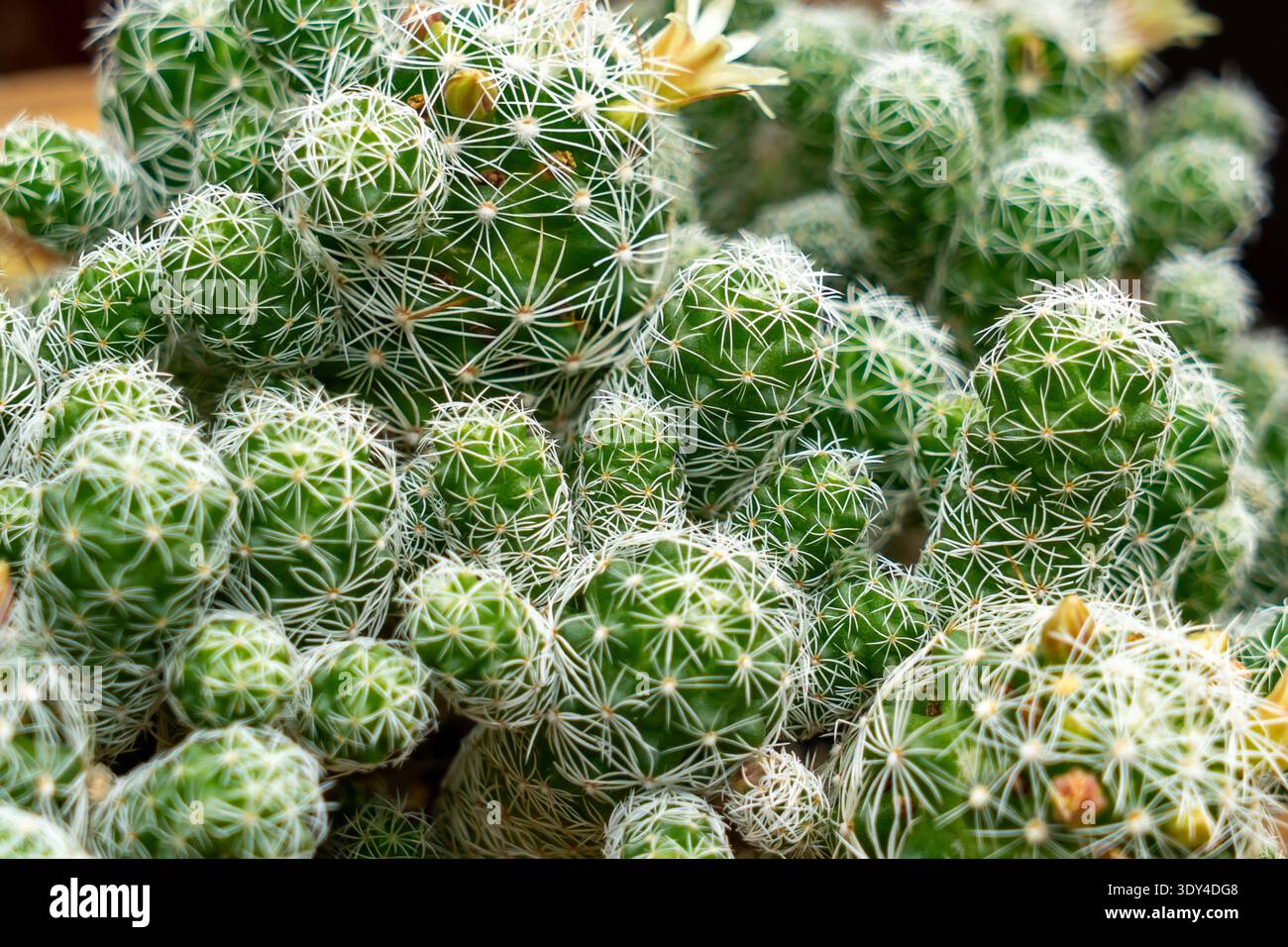 Close up of Mammillaria vetula subsp gracilis (Thimble Cactus). China Stock Photo