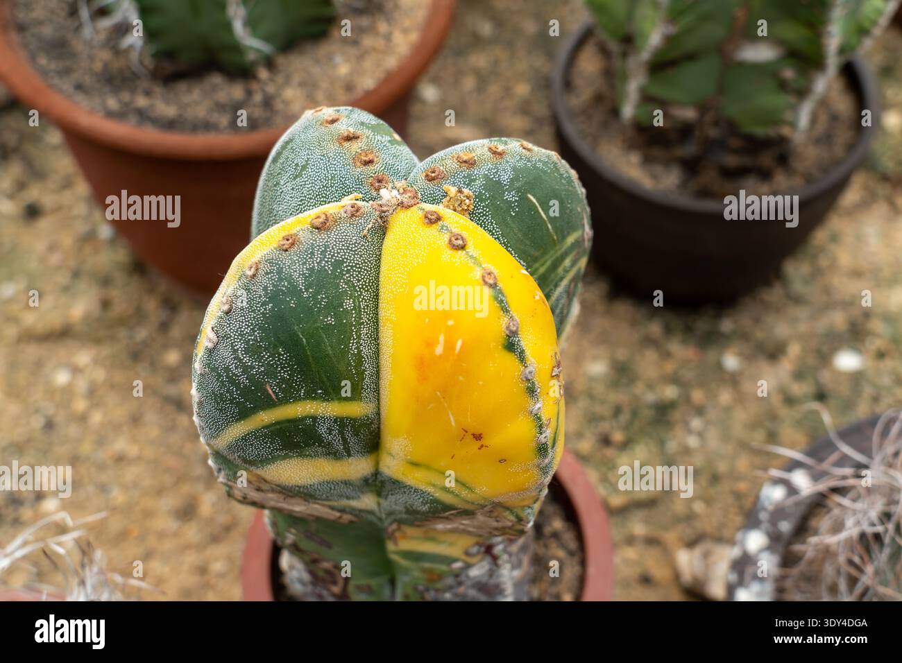 Close up of Astrophytum myriostigma quadricostatum ‘variegata’.  China Stock Photo