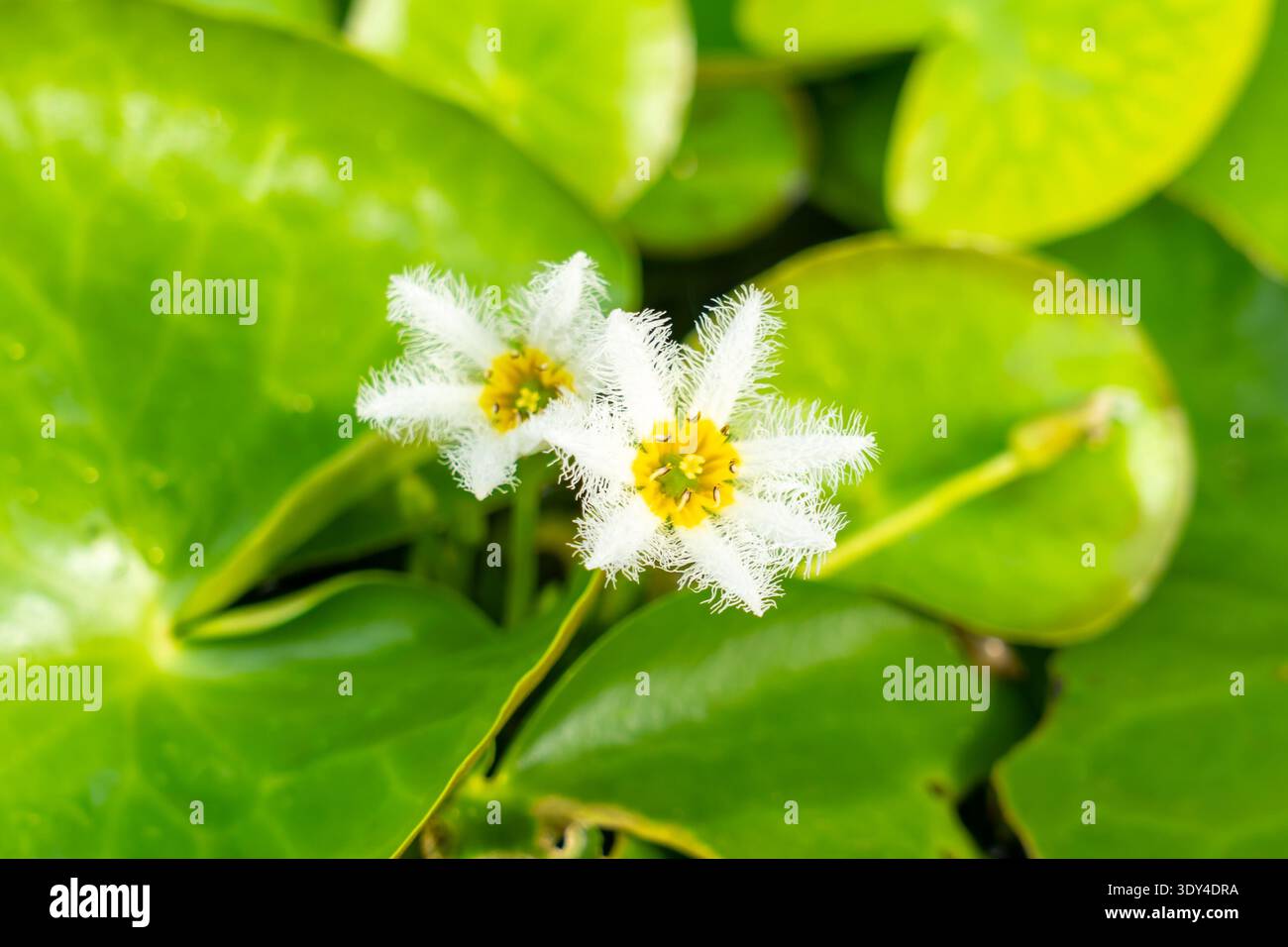 Nymphaea ’Indica (White Flower)’ Water Lily flower. Thailand Stock Photo