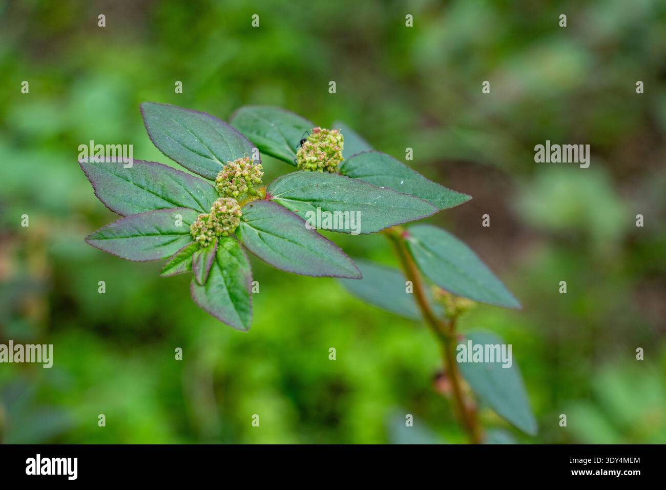 Asthma plant hi-res stock photography and images - Alamy