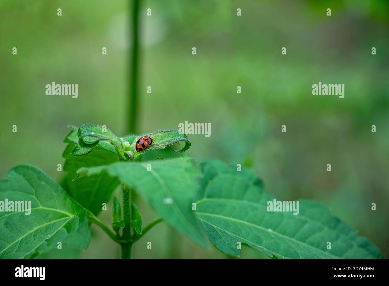 Harlequin ladybird or Asian lady beetle or Harmonia axyridis with orange red shell and black spots on fuzzy green stem. Beneficial predatory insect fe Stock Photo