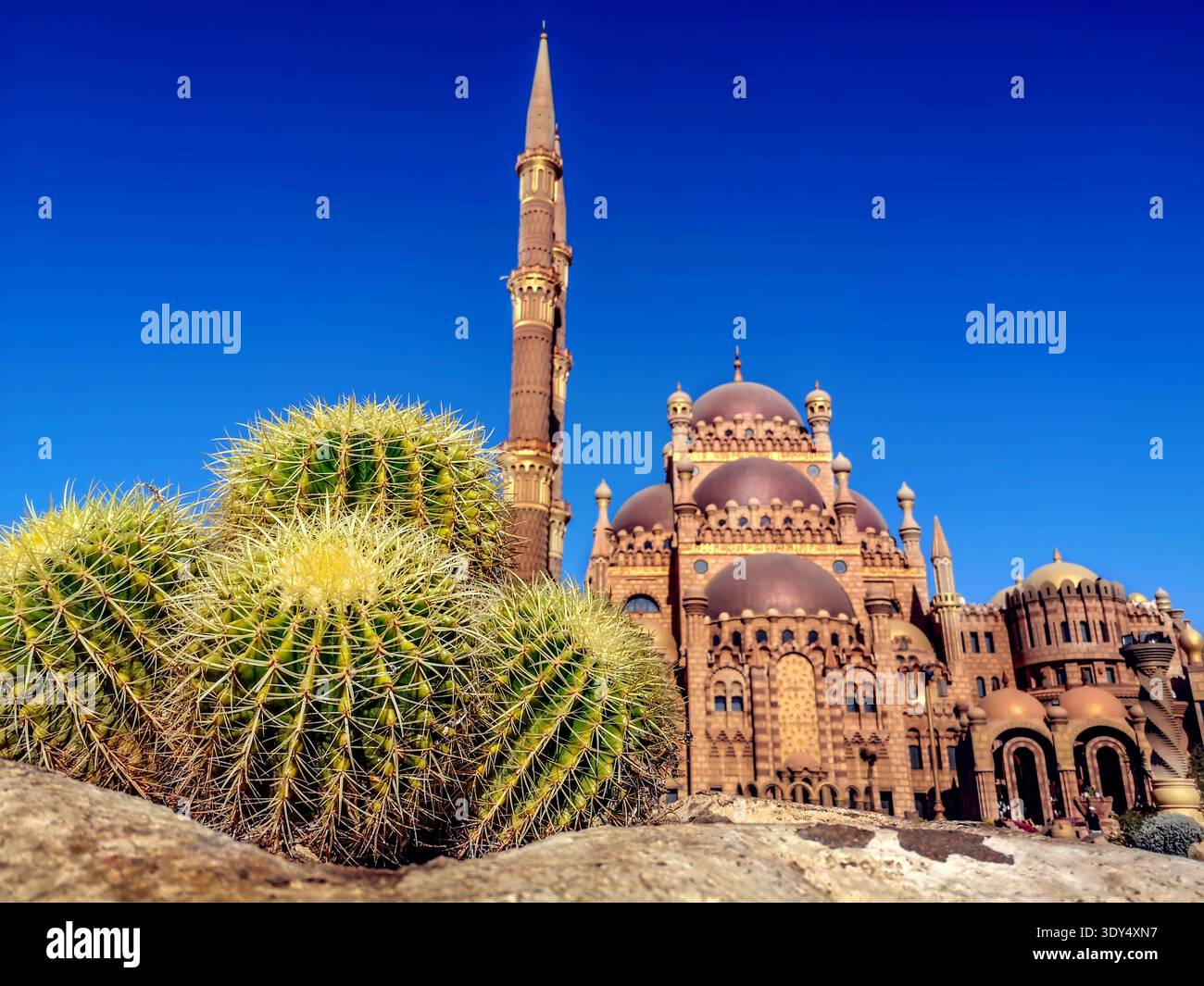 Four giant spherical spiky cactus on the background of blurred El Sahaba Mosque in Sharm El Sheikh (Egypt), close-up. Beautiful succulents - Smartphone Captured Stock Image