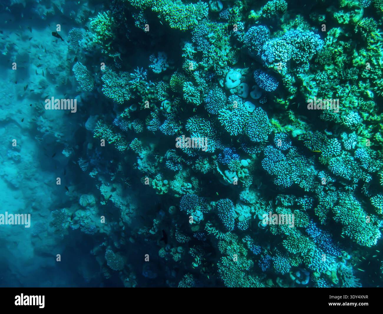 Coral reefs at the bottom of the Red Sea under water in Sharm El Sheikh (Egypt). Colorful green-blue-turquoise aqua background, abstract pattern - Smartphone Captured Stock Image
