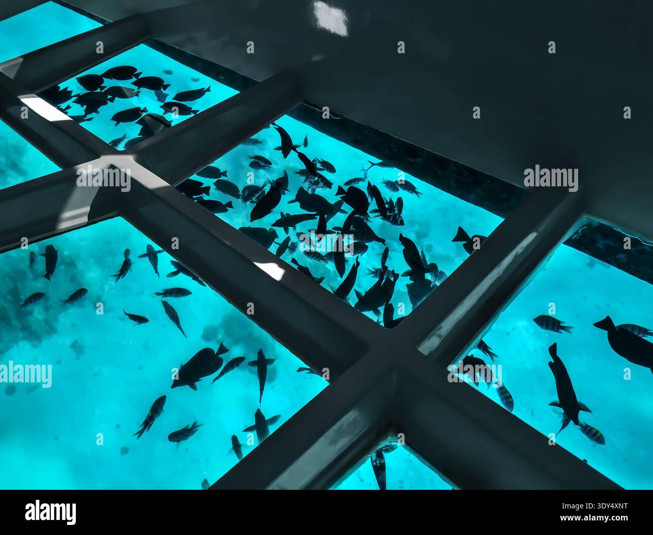 Many fishes silhouettes against the background of turquoise water under a boat with a transparent bottom. Tourist excursion on the bathyscaphe - Smartphone Captured Stock Image