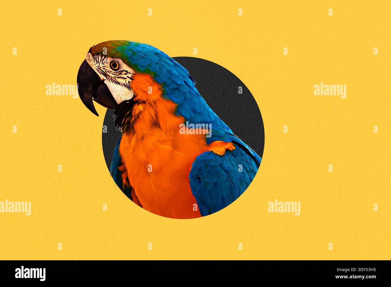 Digital collage modern art. Composite photo collage Stock Photo - Alamy