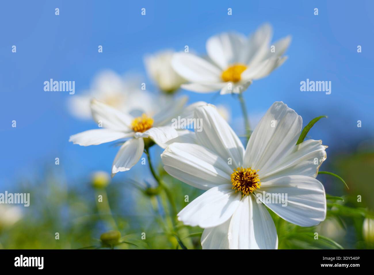 Beautiful cosmos flower sunrise hi-res stock photography and images - Alamy