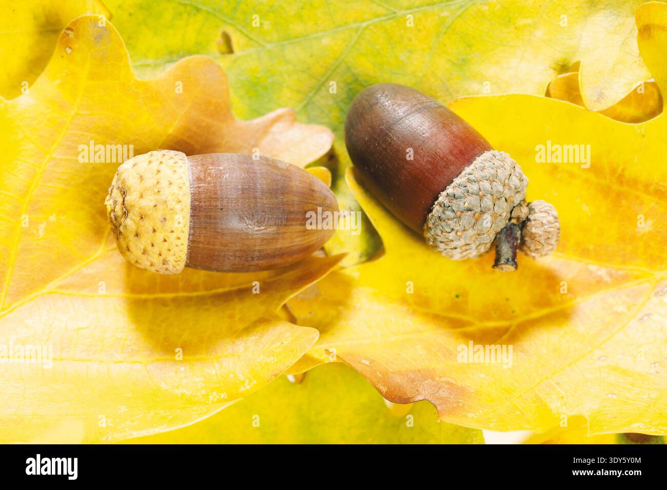 eiche,eichen, quercus, oak, oaktree, roble, chene, laubbaum, laubbaeume,eicheln, eichenlaub, eichenzweig, stiel-eiche, quercus rubor, Fruechte der Stieleiche Stock Photo