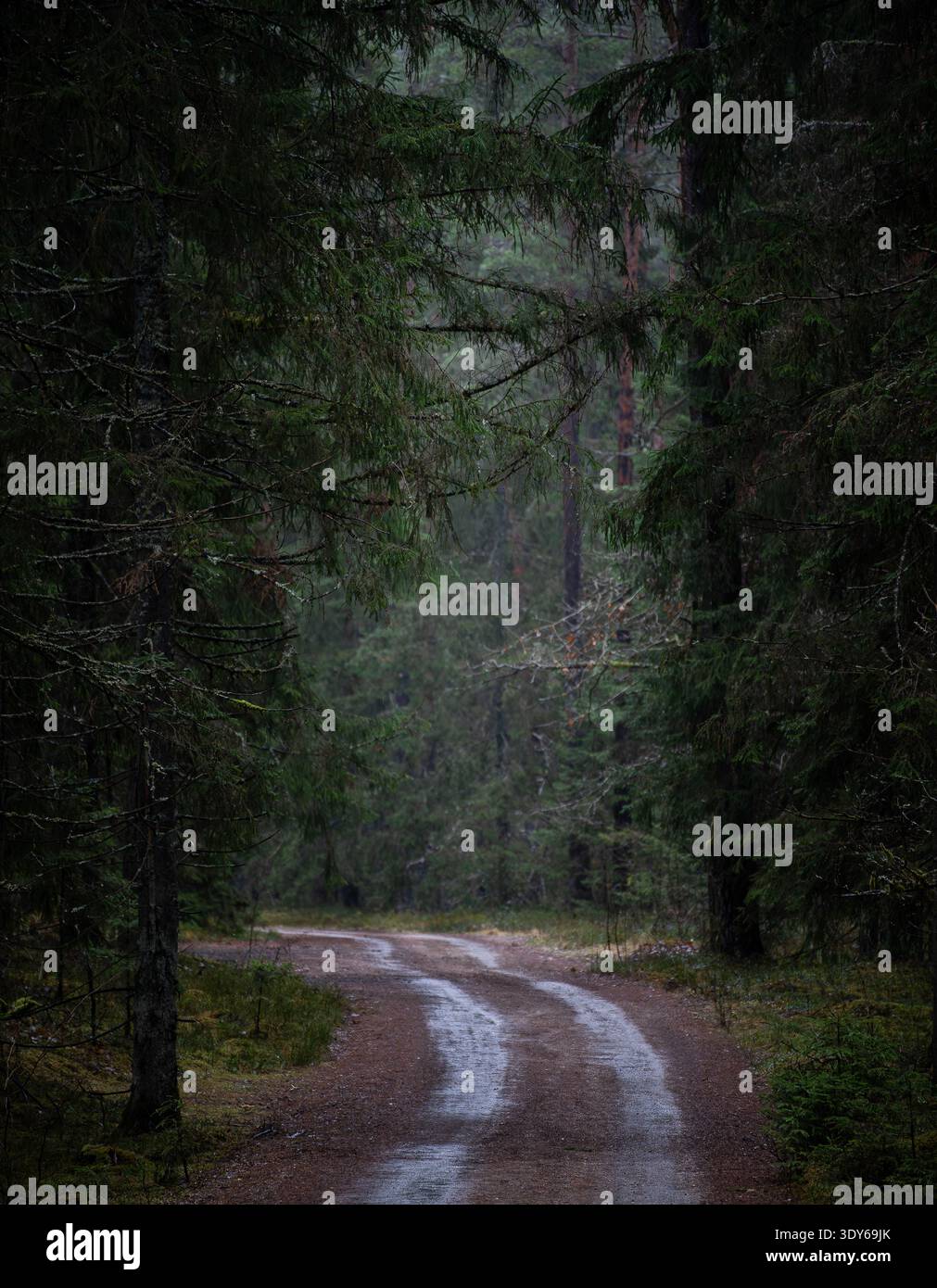 Wet forest road disappearing into dark pine woodland Stock Photo