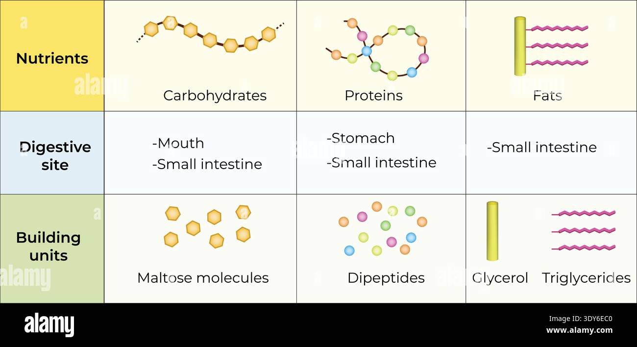 Macronutrient Digestion Sites and Building Blocks Stock Vector