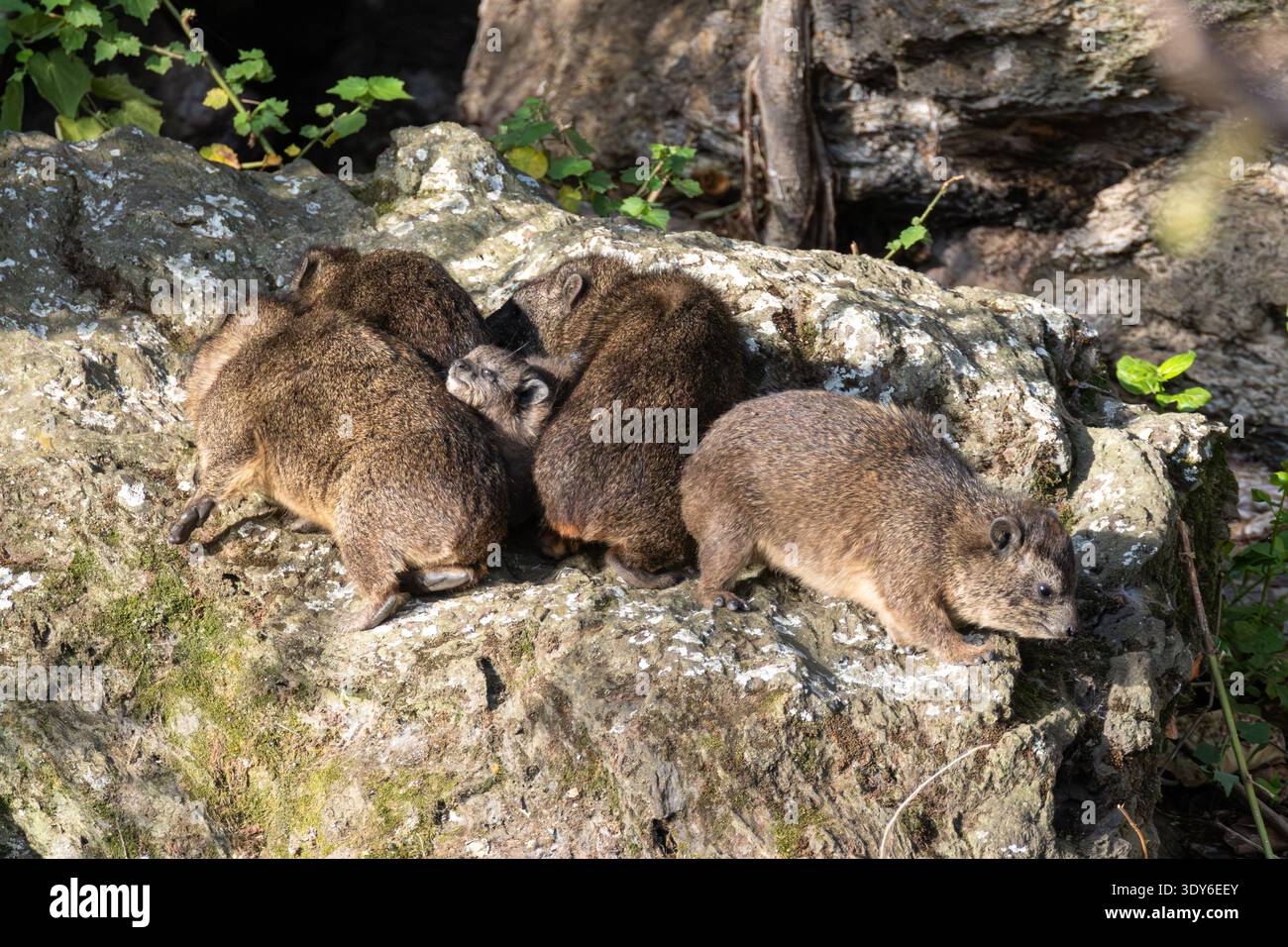 Rock hyrax, Procavia capensis. Lake Naivasha, Kenya, Africa Stock Photo