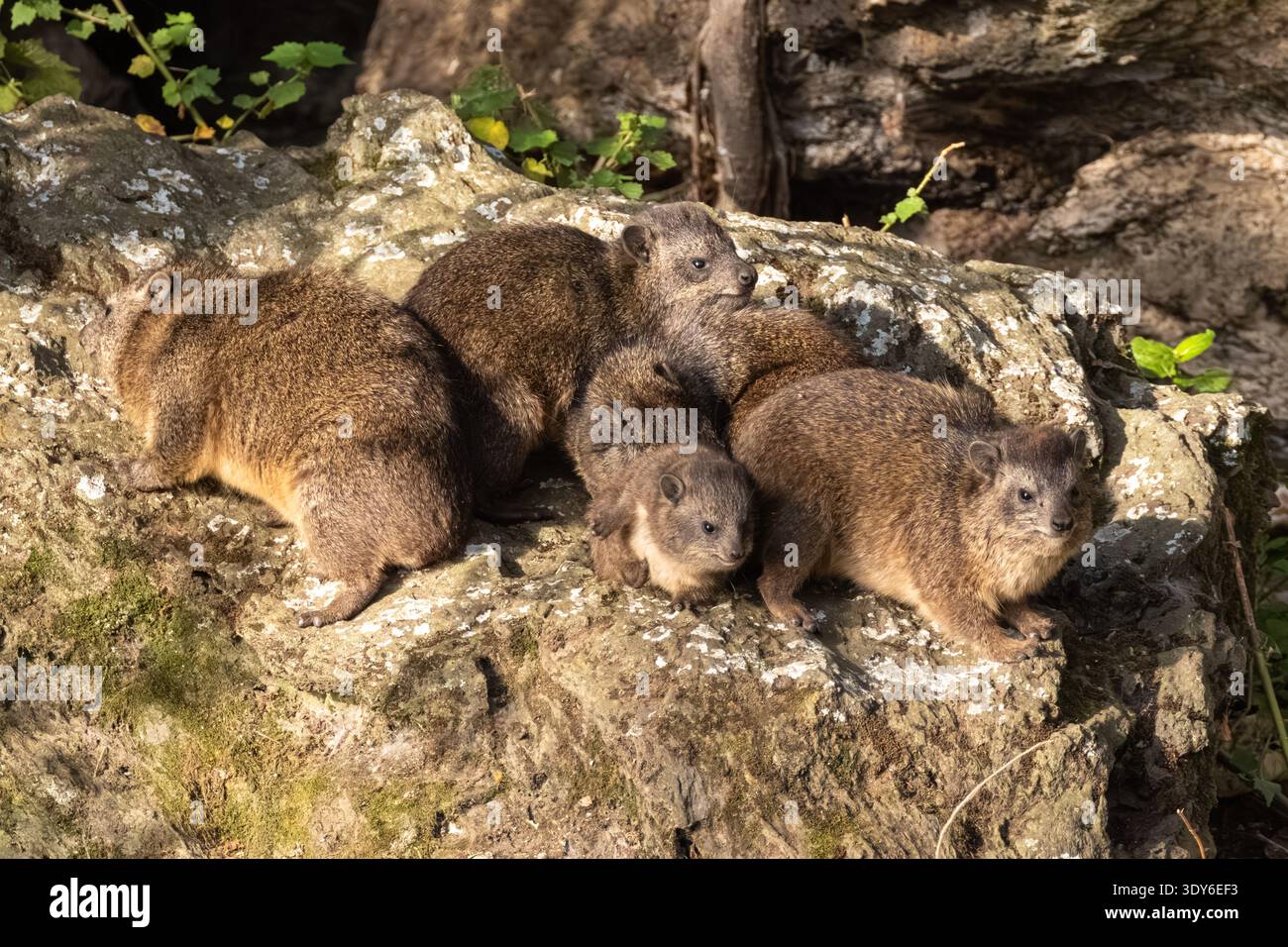 Rock hyrax, Procavia capensis. Lake Naivasha, Kenya, Africa Stock Photo