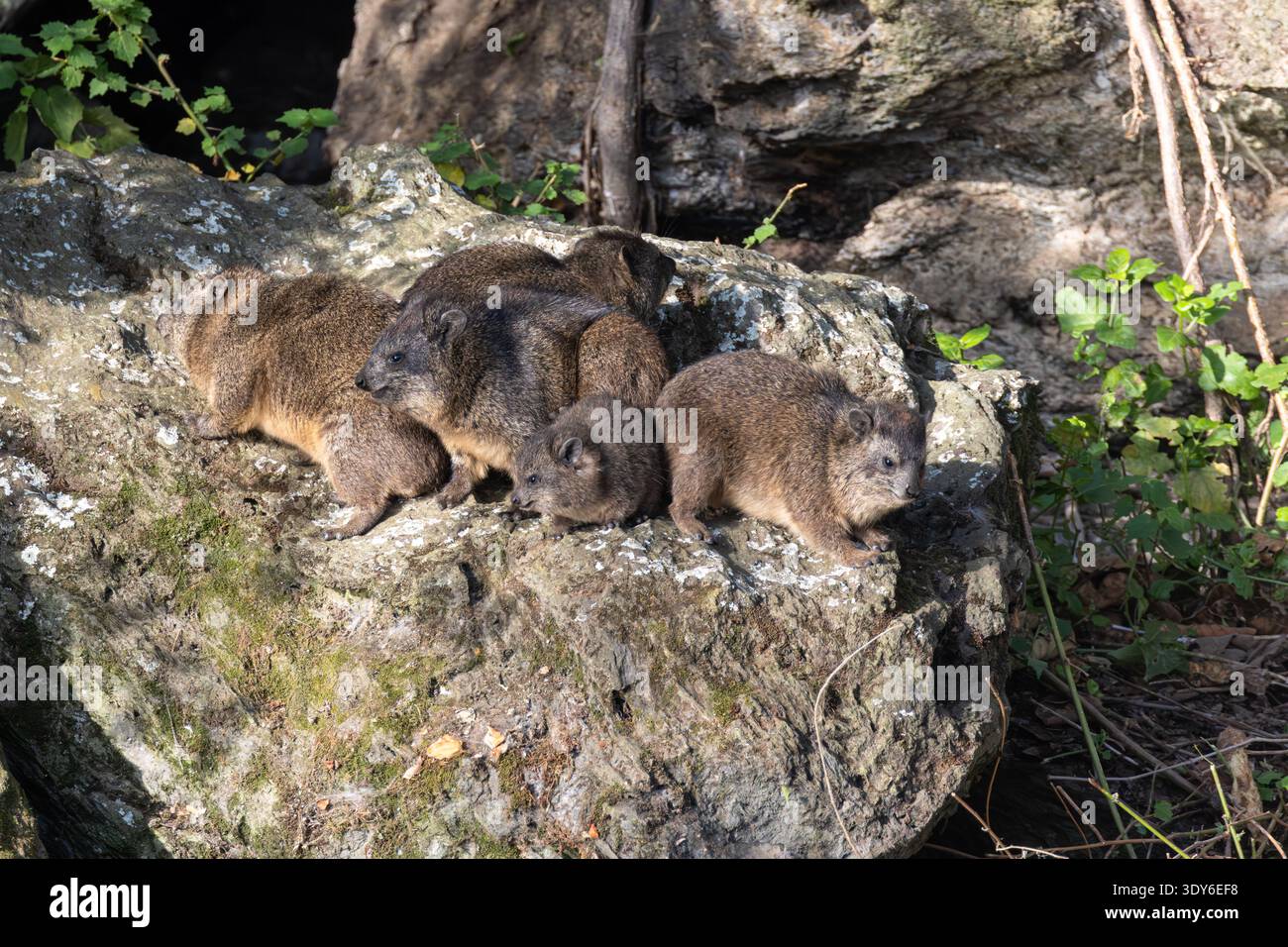 Rock hyrax, Procavia capensis. Lake Naivasha, Kenya, Africa Stock Photo