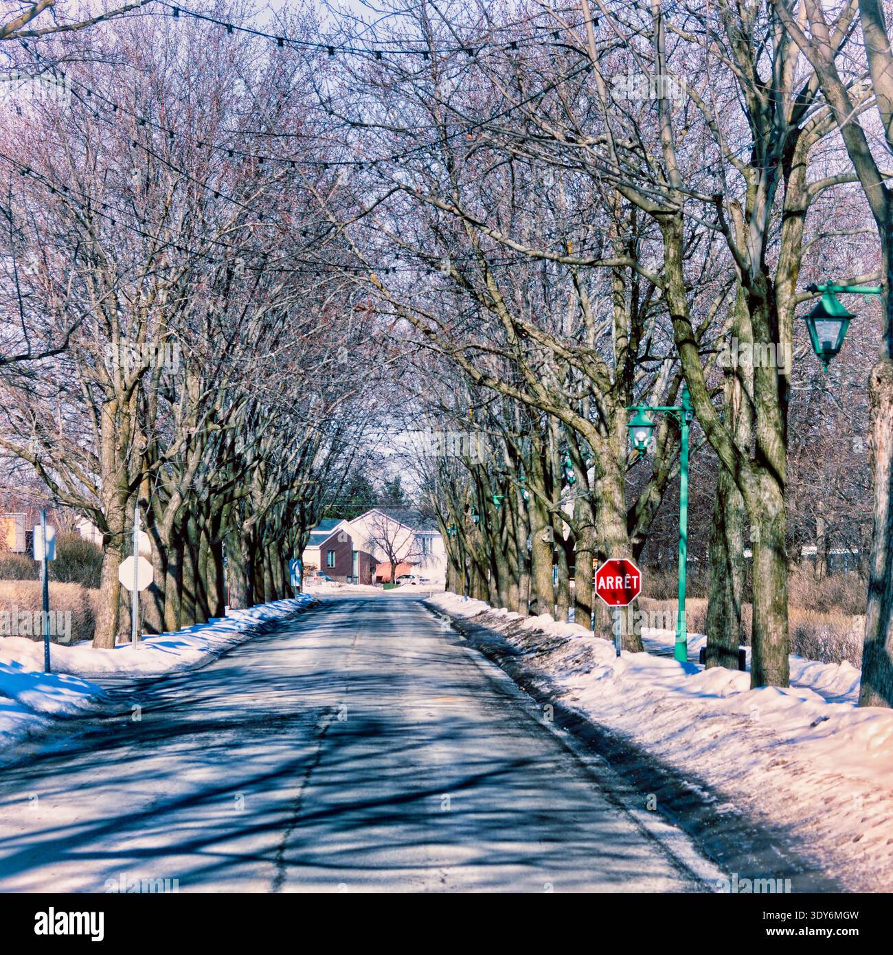 Tree-lined driveway Stock Photo