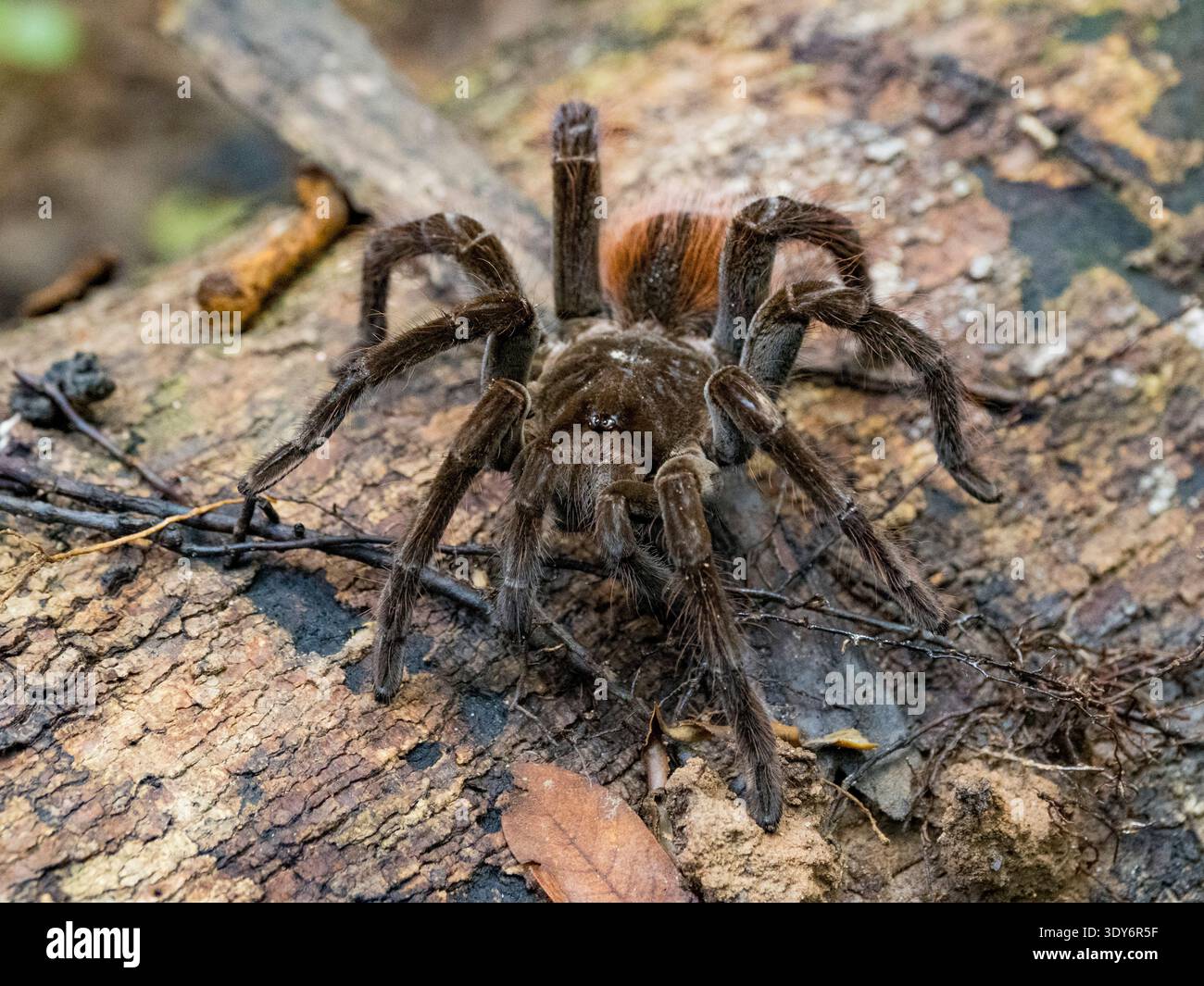 Ecuadorian brown velvet tarantula Megaphobema velvetosoma seen on a stump in the rainforest of Pacaya Samiria Preserve in Peru Stock Photo