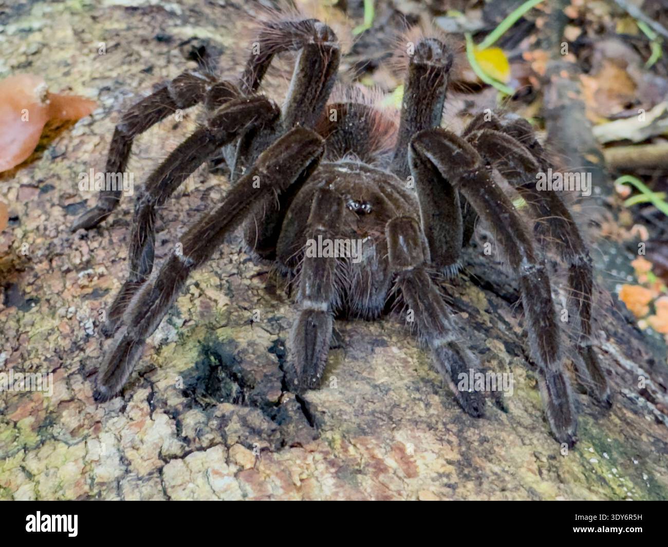 Ecuadorian brown velvet tarantula on a stump in Pacaya Samiria Preserve, Peru Stock Photo