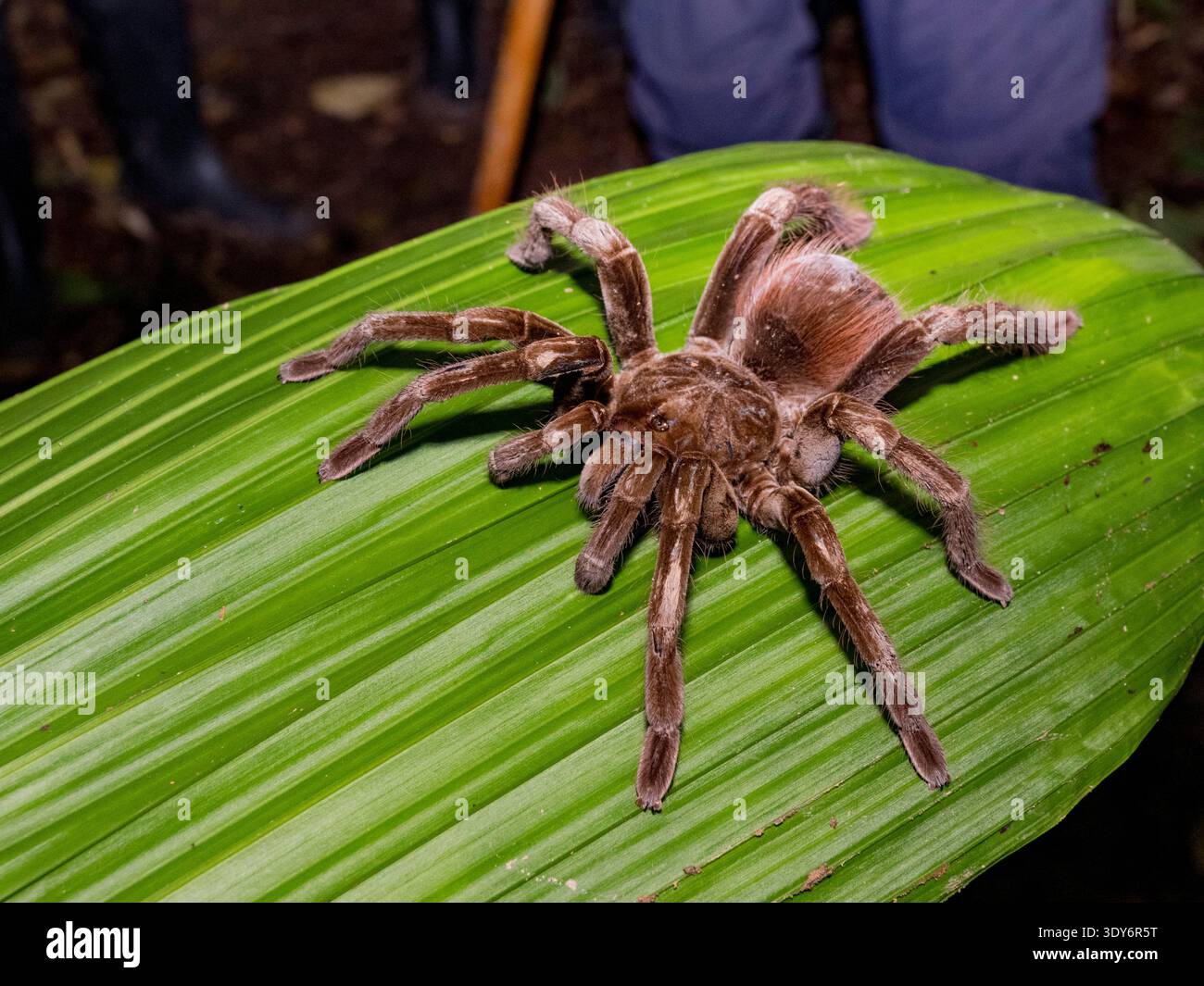 Ecuadorian brown velvet tarantula resting on a leaf in the Pacaya Samiria Preserve in Peru during a daytime exploration Stock Photo