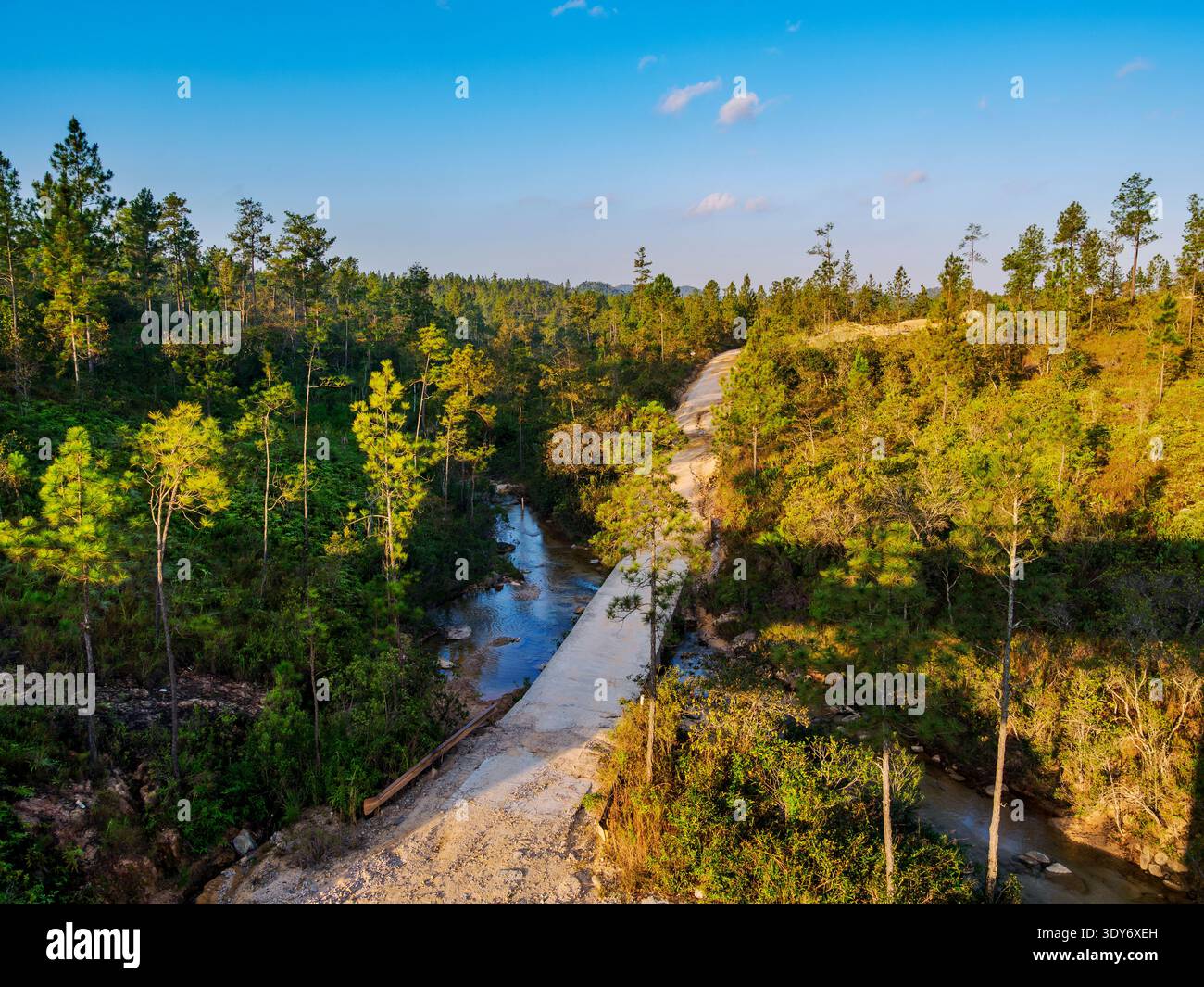 Old road passes through Mountain Pine Ridge Forest Reserve in Cayo District, Belize surrounded by trees and sunlight Stock Photo