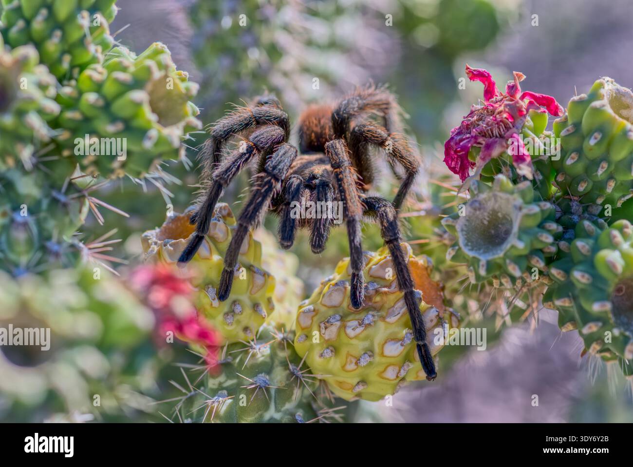 Arizona cactus tarantula hi-res stock photography and images - Alamy
