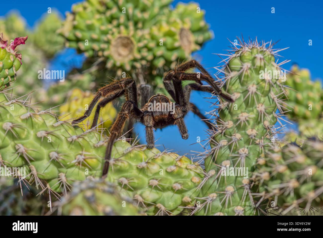 Arizona cactus tarantula hi-res stock photography and images - Alamy