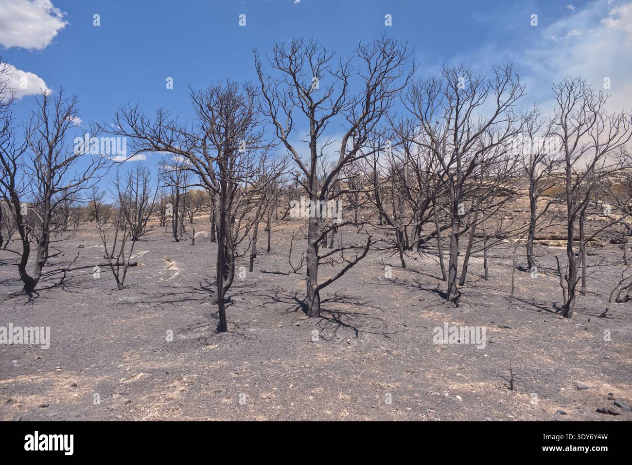 Scorched earth and burned trees from White Sage Wildfire in Arizona's ...