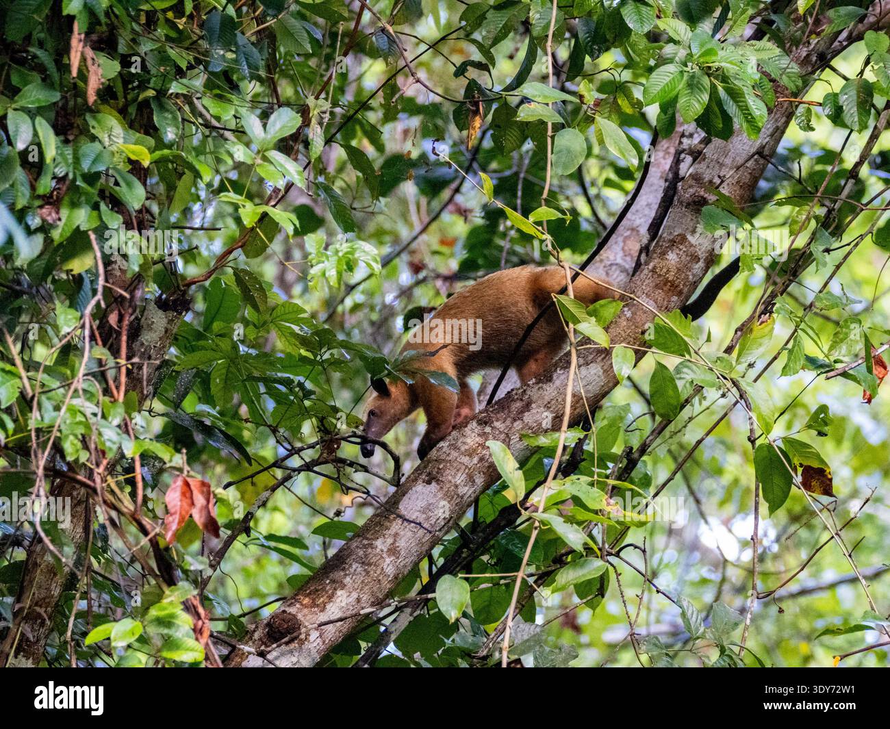 Southern tamandua foraging in a tree along the Maraon River in Peru during daylight hours Stock Photo
